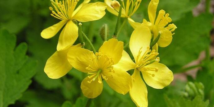 celandine herb from psoriasis on the elbows